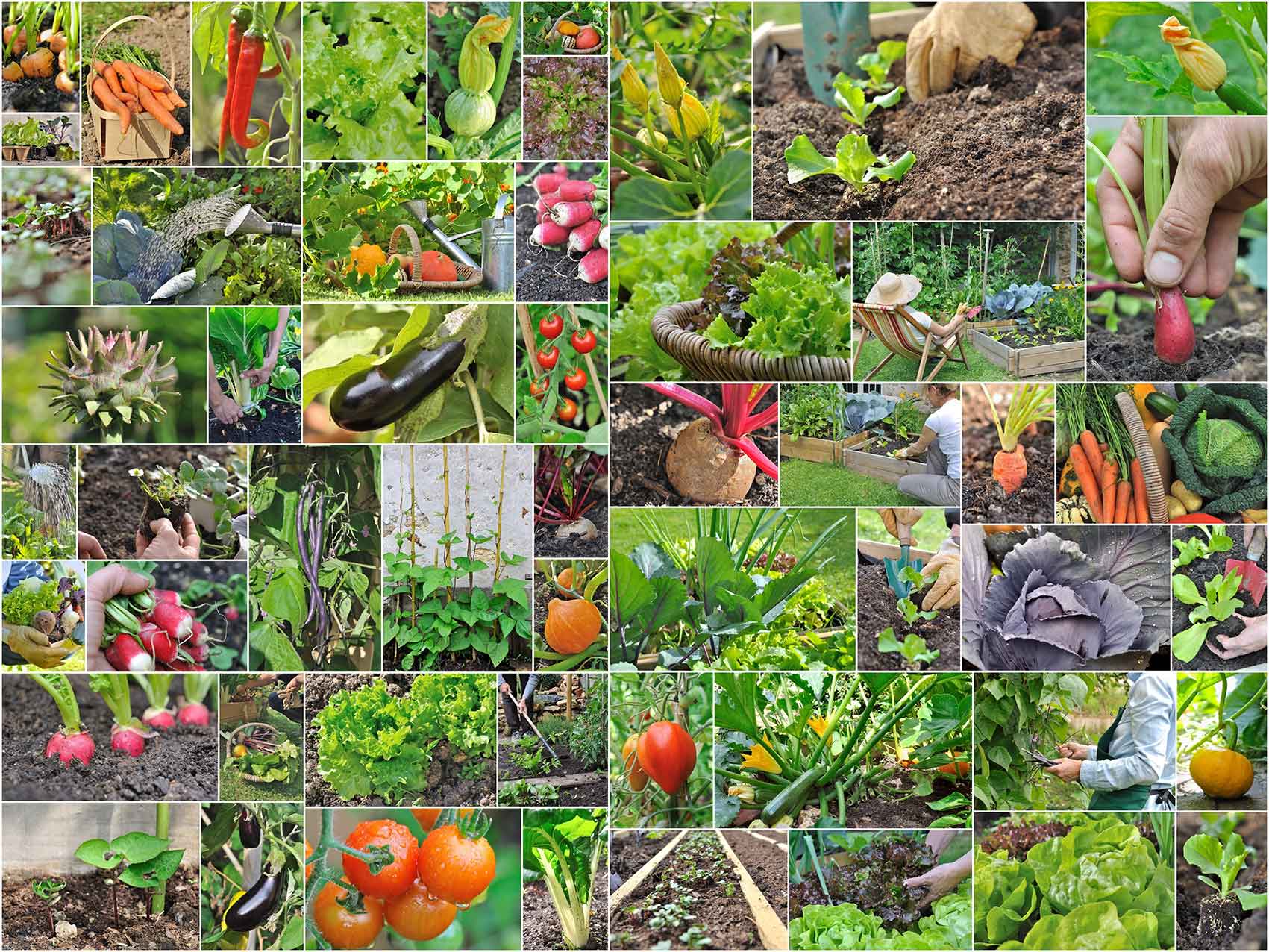 A collage image of various fruit and vegetables being grown in a vegeable garden.