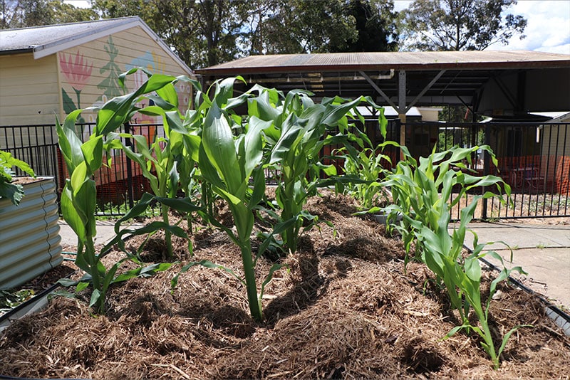 Plants growing in a vegetable patch.