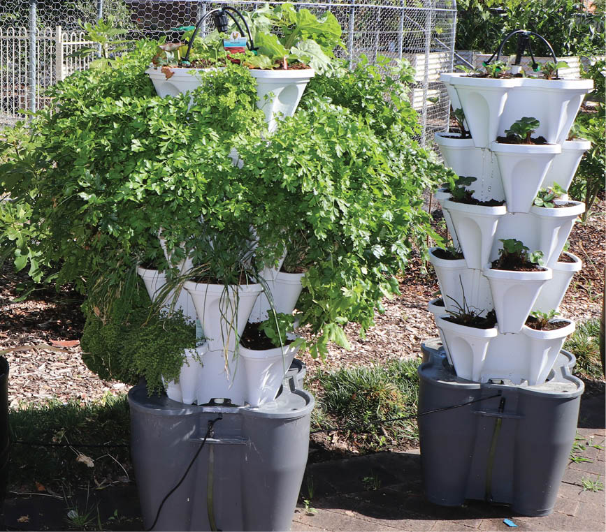 A picture containing indoor, plant, vegetableDescription automatically generated