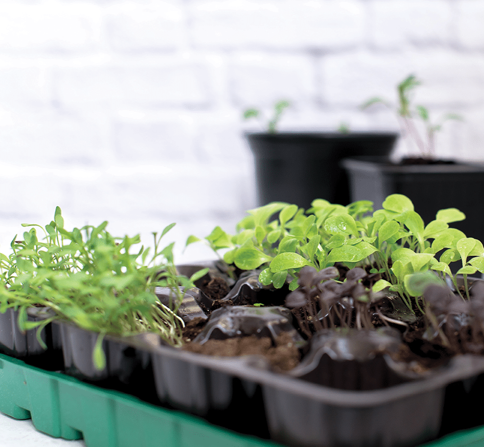 Seedlings with fresh green leaves on the windowsill. Growing gardening hobby. Better stay home