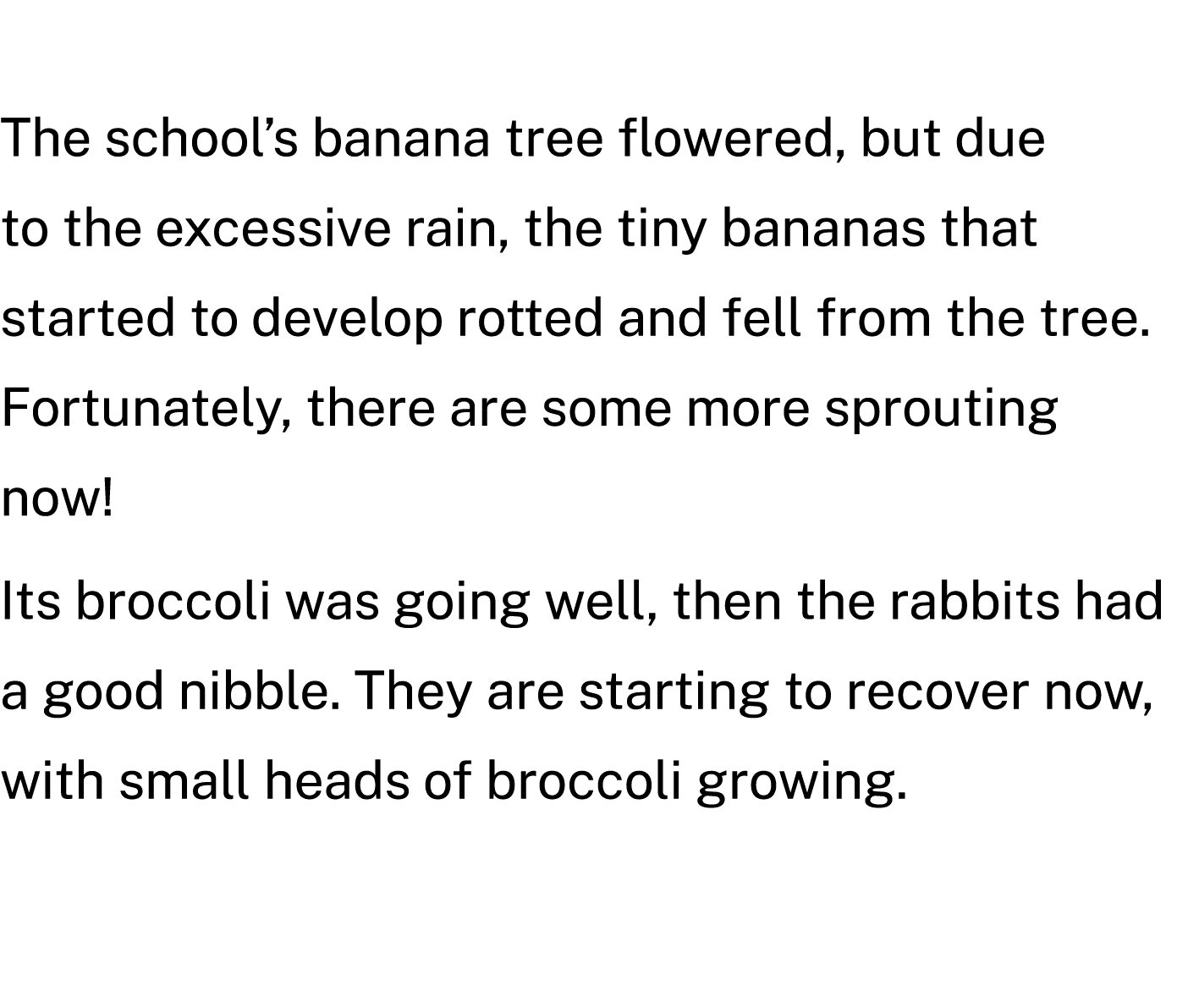 The school’s banana tree flowered, but due to the excessive rain, the tiny bananas that started to develop rotted and...