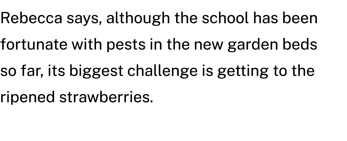 Rebecca says, although the school has been fortunate with pests in the new garden beds so far, its biggest challenge ...